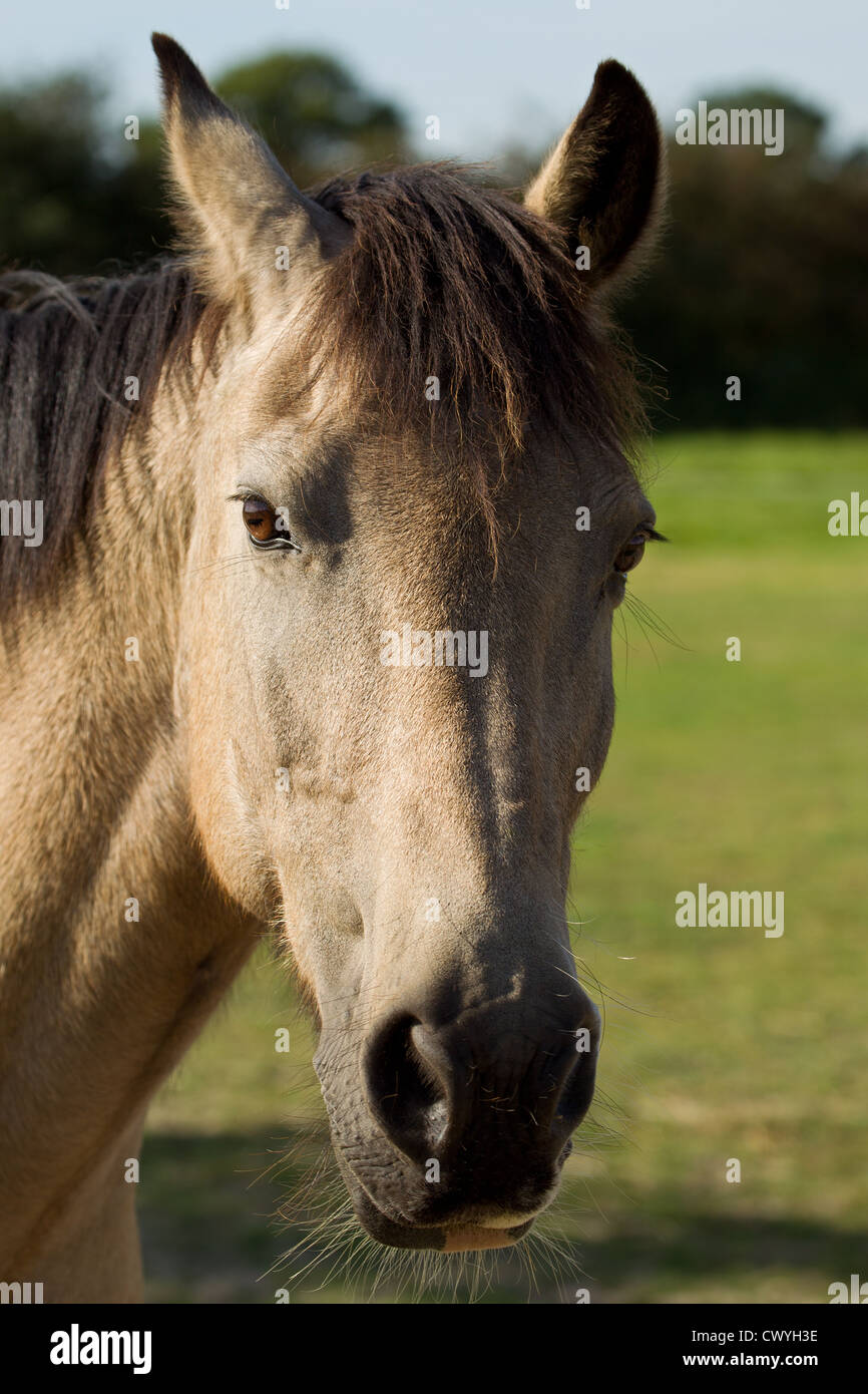Connemara pony und reiterin Fotos und Bildmaterial in hoher Auflösung