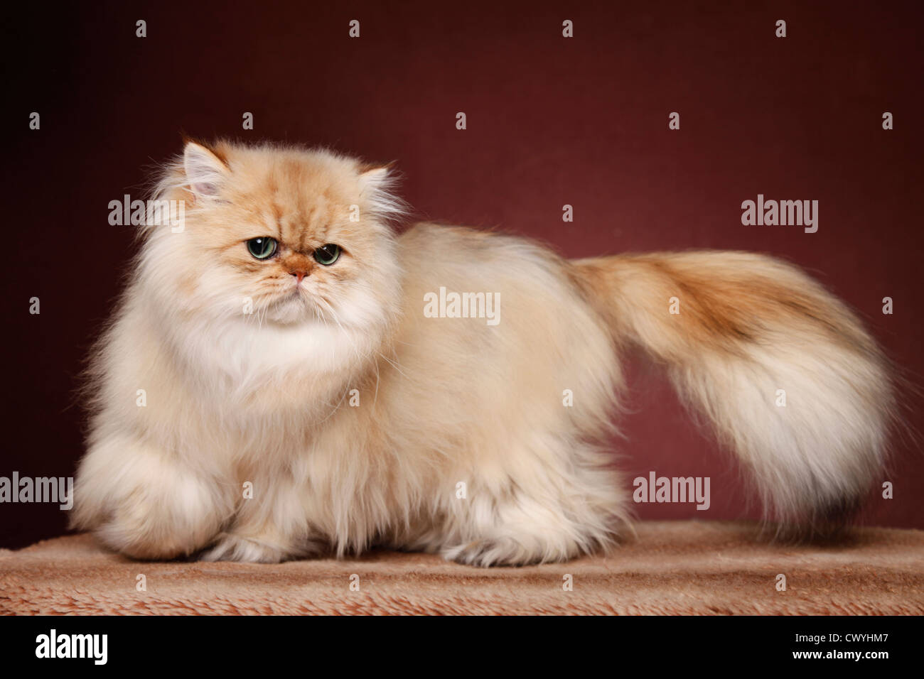 Golden Chinchilla Perser / Perserkatze Stockfotografie - Alamy
