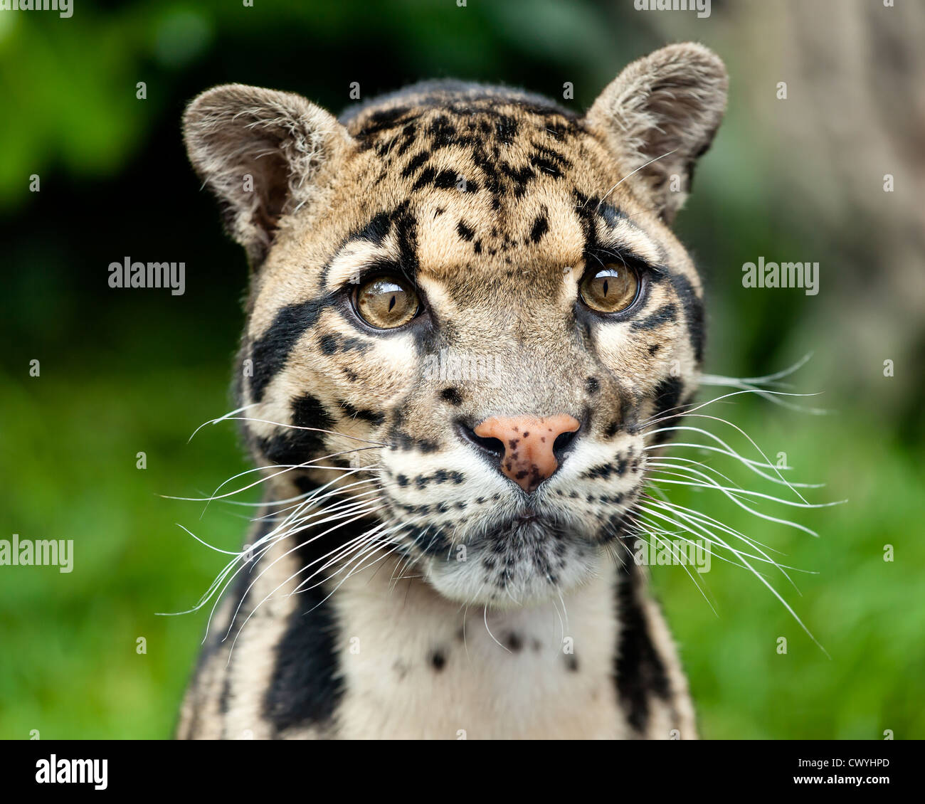 bew-lkter-leopard-neofelis-nebulosa-fotos-und-bildmaterial-in-hoher