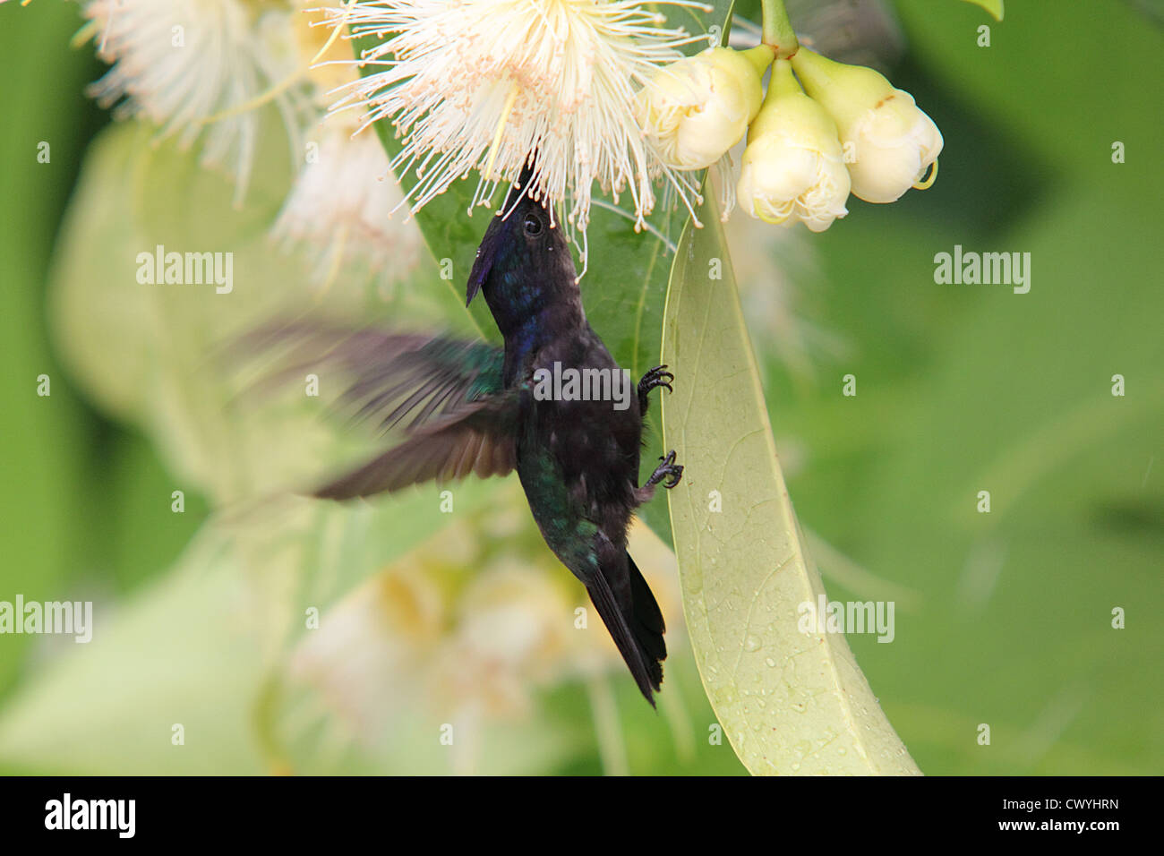 Antillean Crested Kolibri aus einer Wachs Apfel Blume Nektar zu sammeln. Stockfoto