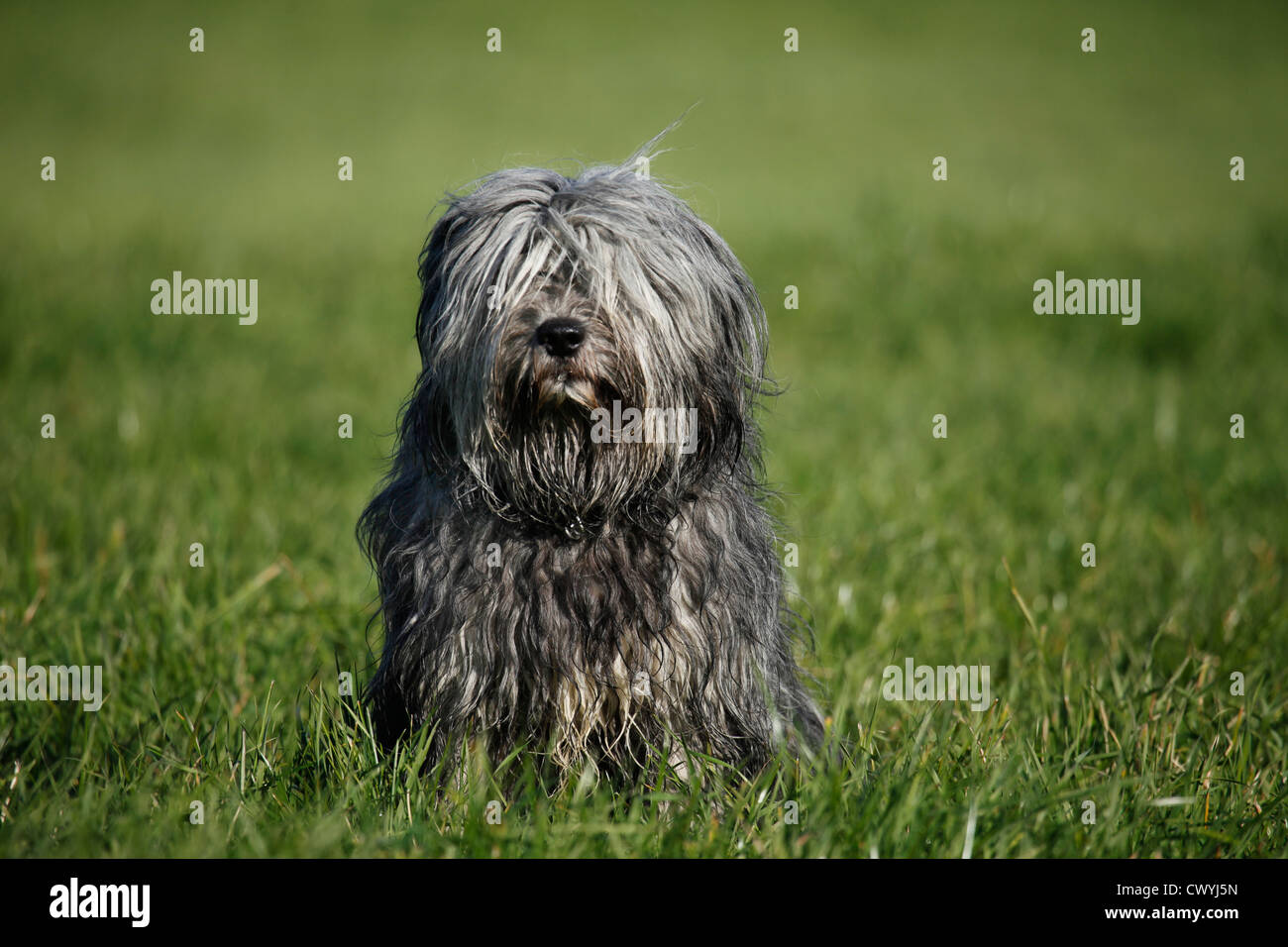 Polnischer Niederungshütehund / polnische Tiefland Sheepdog Stockfoto