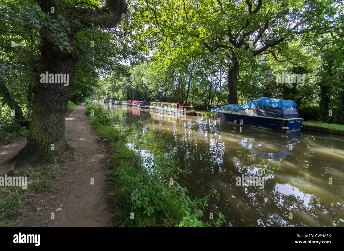 Ruhige Szene, Fluss Wey, Pyrford, Surrey Stockfoto