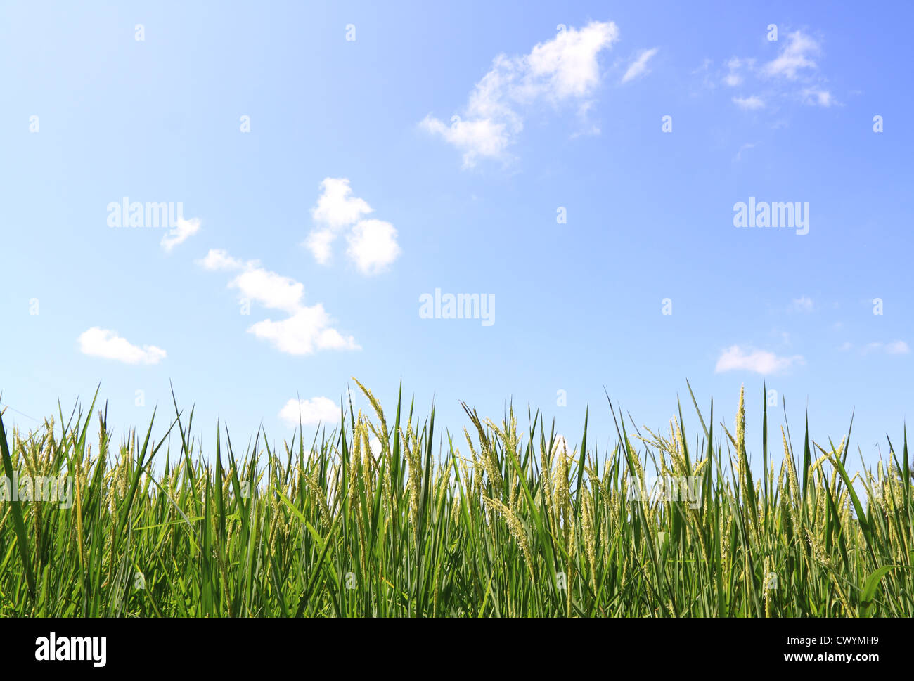 grüne Reisfelder und blauer Himmel Stockfoto