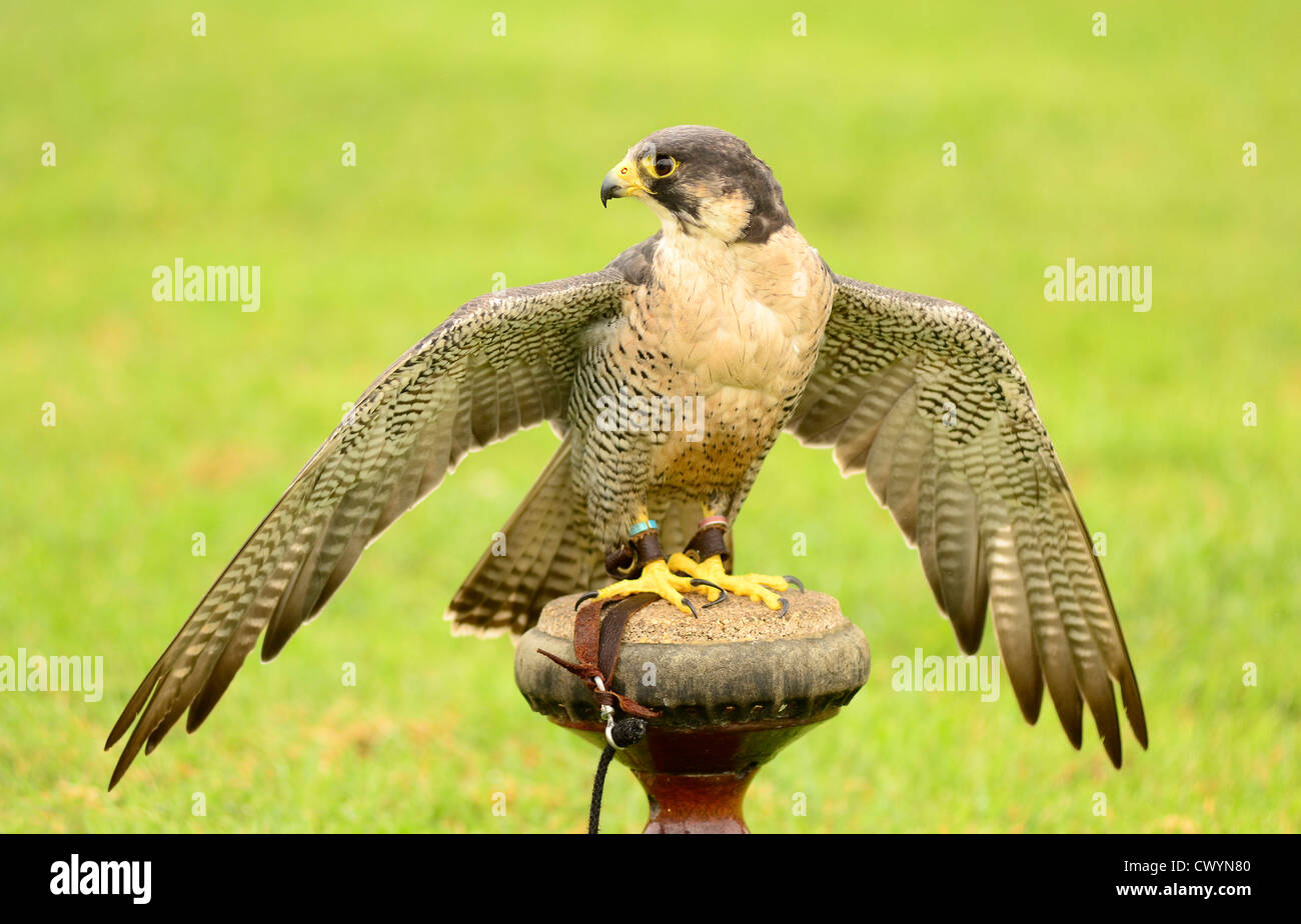 Wanderfalke auf Barsch UK Stockfoto