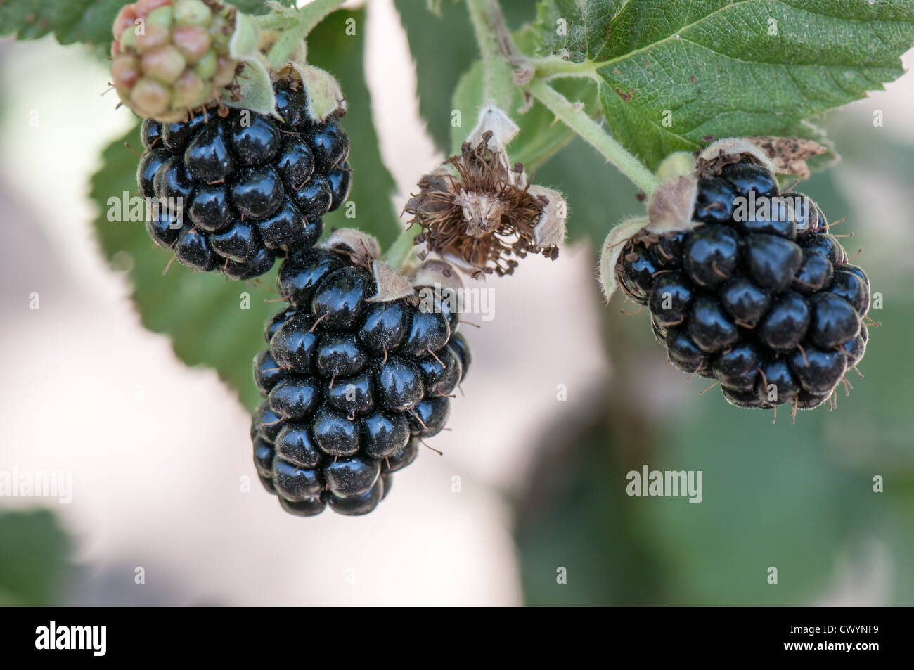 Brombeeren (Rubus sp.) Unreife Brombeeren (rot) und reifen Brombeeren (schwarz) Stockfoto