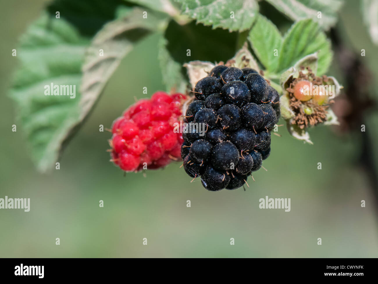 Brombeeren (Rubus sp.) Unreife Brombeeren (rot) und reifen Brombeeren (schwarz) Stockfoto