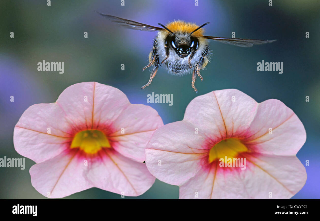 Gemeinsamen Carder-Biene (Bombus Pascuorum) in Blüte Stockfoto