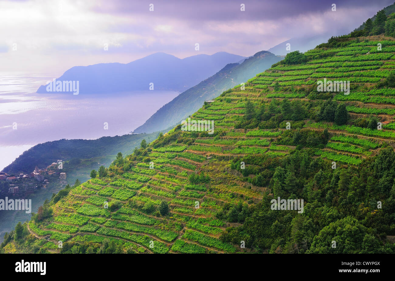 Landschaft mit Reben auf dem Hügel in den Nationalpark der Cinque Terre, Italien Stockfoto