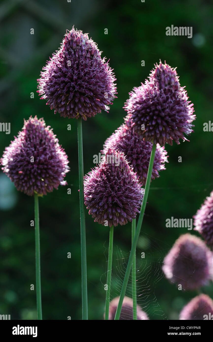 Hinterleuchtete ornamentalen Garten alliums Stockfoto