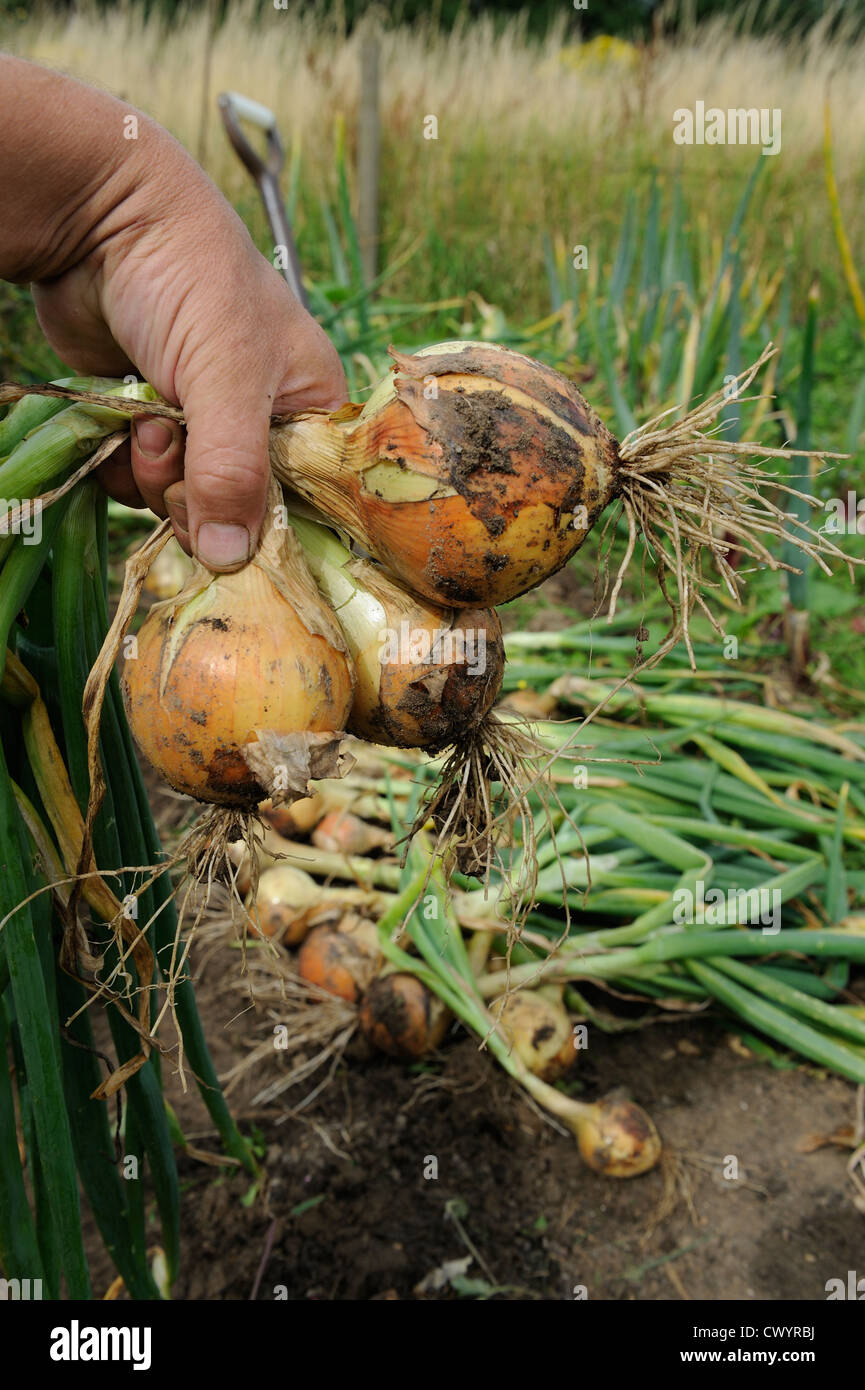 Maincrop Onions, Gärtner, Hebe- und Boden vor dem Winterlager Reifen Zwiebeln Inverkehrbringen Stockfoto