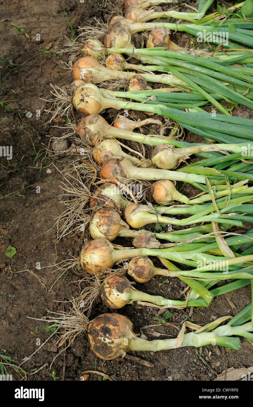 Maincrop Onions, frisch geerntet und Austrocknen auf Gartenerde Stockfoto