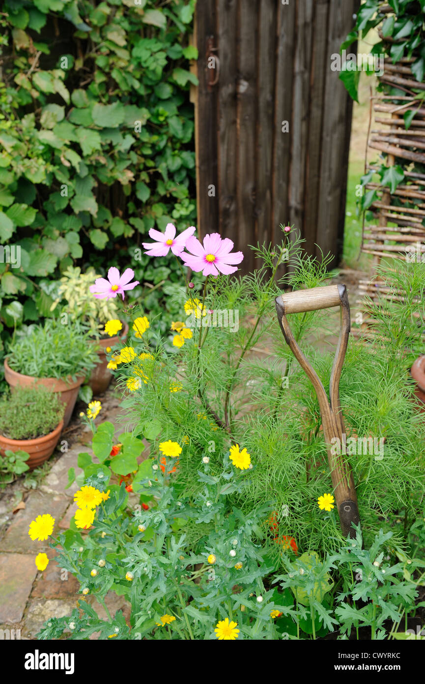 Sommer-Grenze des Kosmos und Mais Ringelblume mit Garten Spaten Griff und Weg zum Gartentor Stockfoto