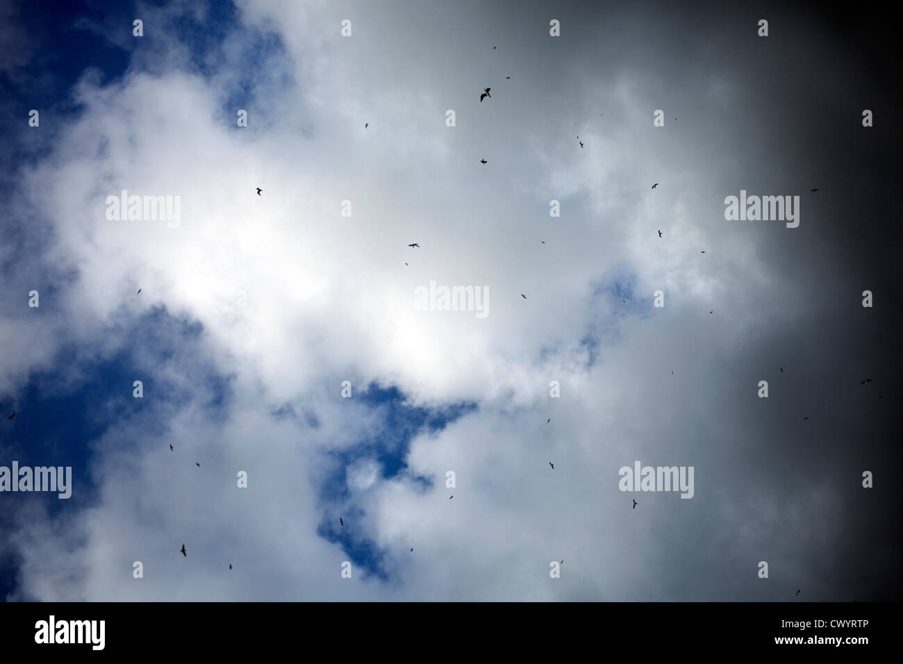 Vögel hoch gegen blauen Himmel und Wolken Stockfoto