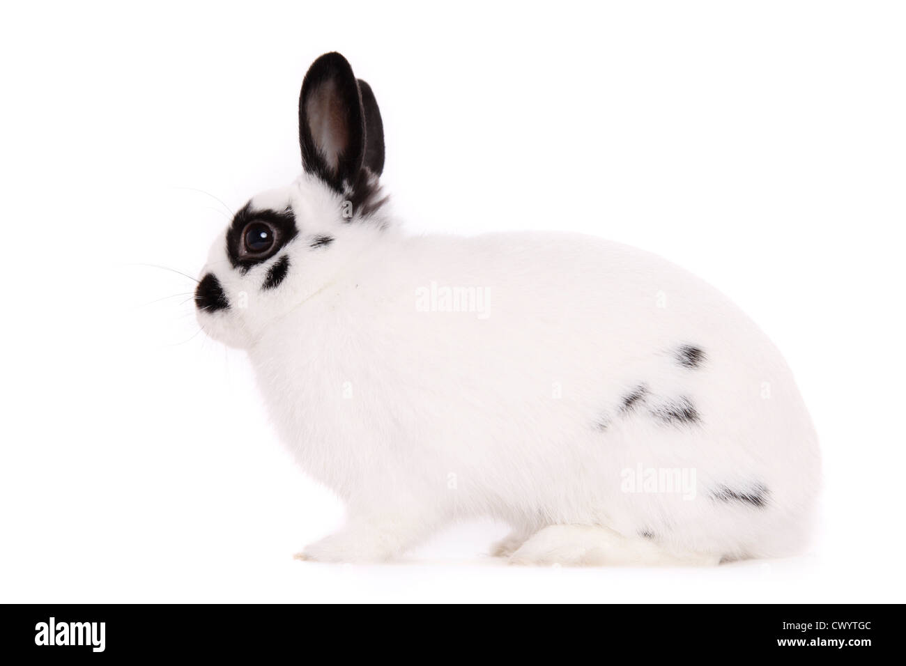 Pygmäen Hase Stockfoto