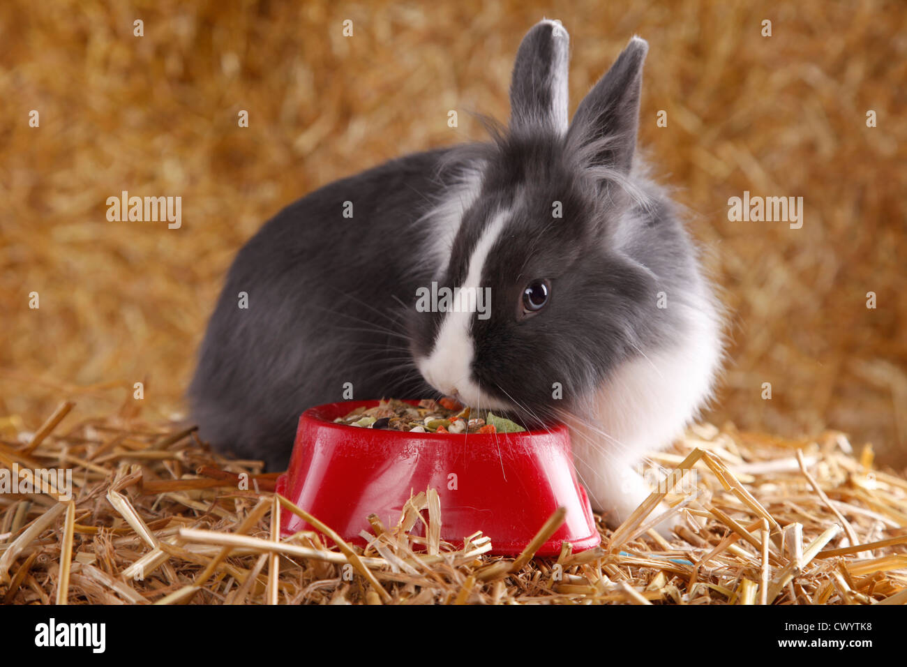 Löwenkopf Kaninchen Stockfoto