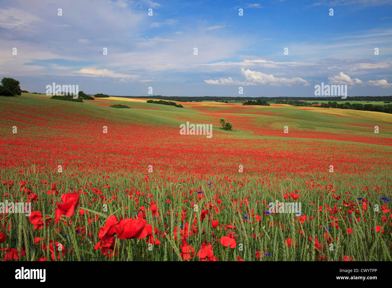 Klatschmohn Feld in der Uckermark, Brandenburg, Deutschland Stockfoto