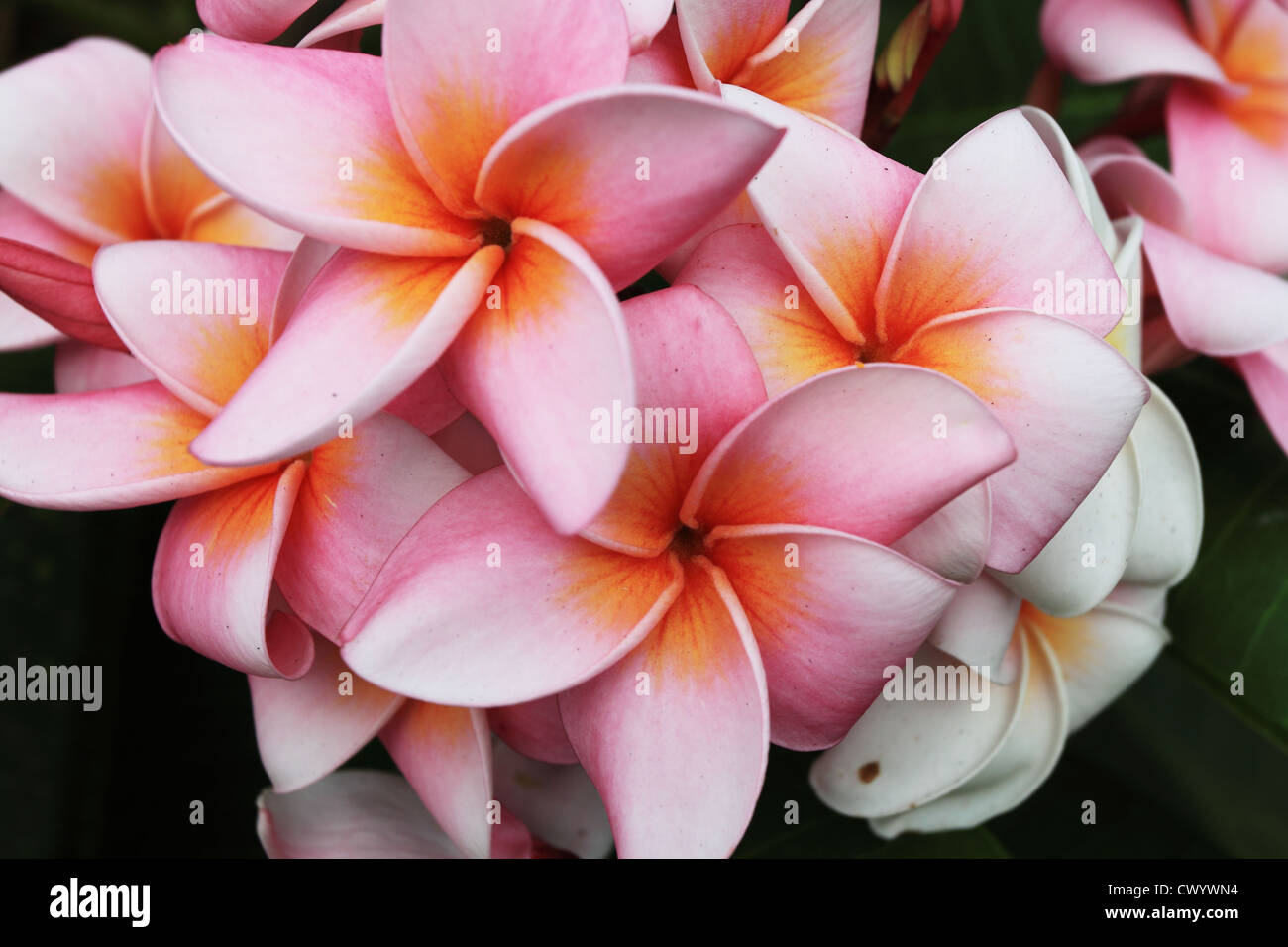 Frangipani oder Plumeria Blume Stockfoto