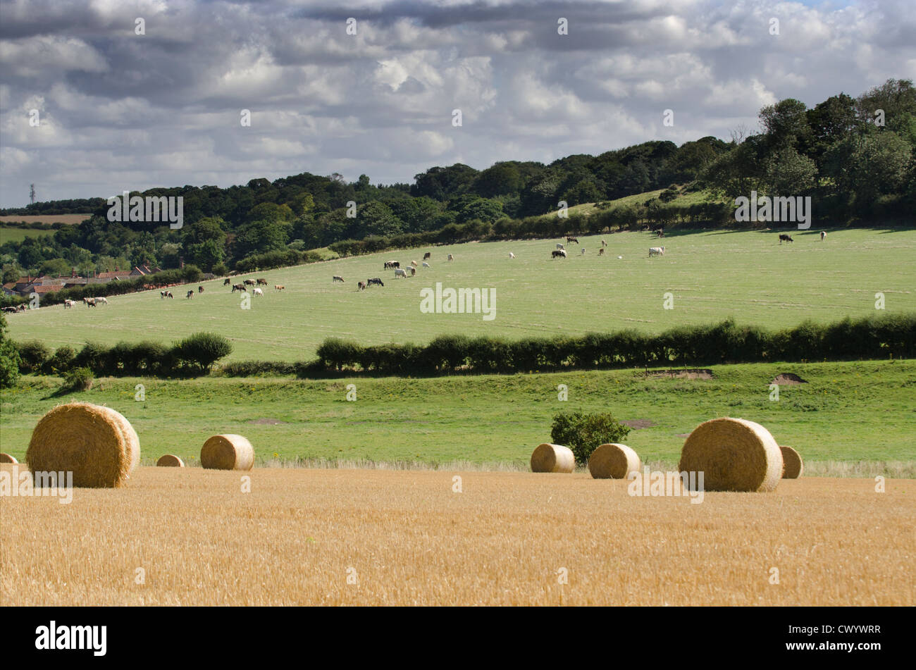Strohballen auf Stoppelfeld mit Vieh weidete in Ferne, Toynbee Tal, Norfolk, Großbritannien Stockfoto
