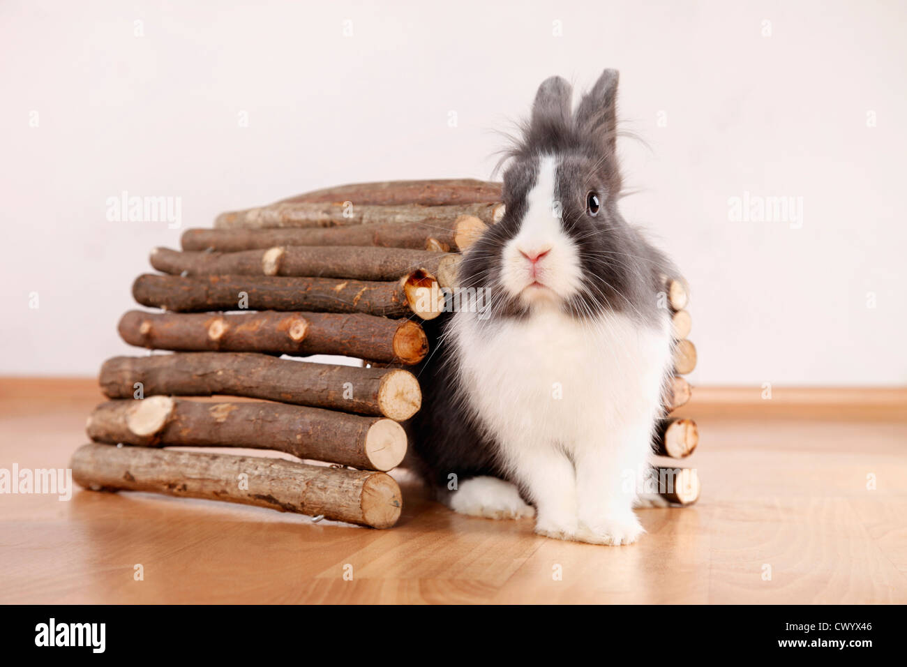 Löwenkopf Kaninchen Stockfoto