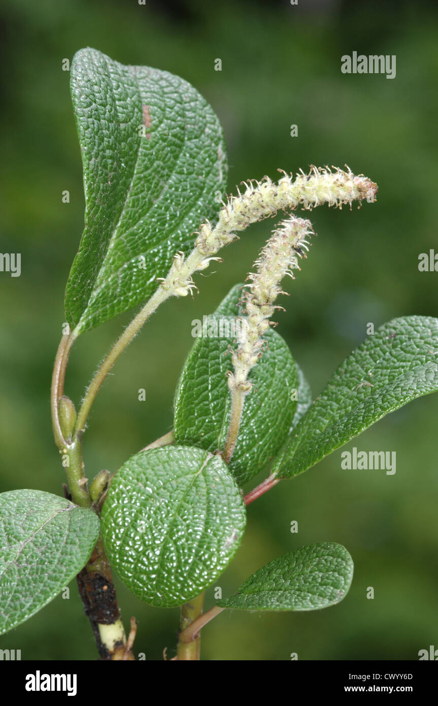 NET-leaved Weide Salix Reticulata (Salicaceae) Stockfoto