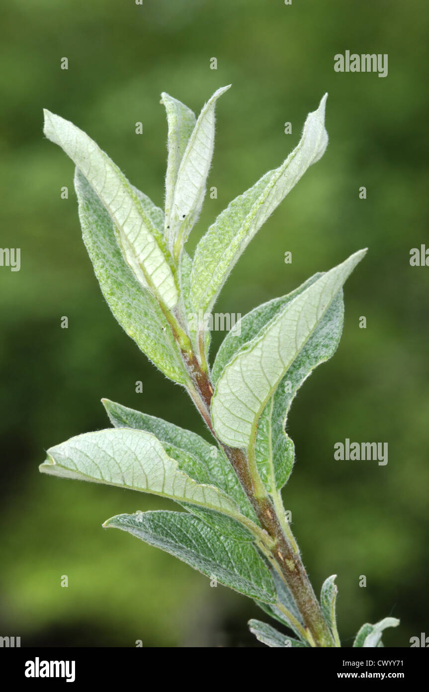 Downy Weide Salix Lapponum (Salicaceae) Stockfoto