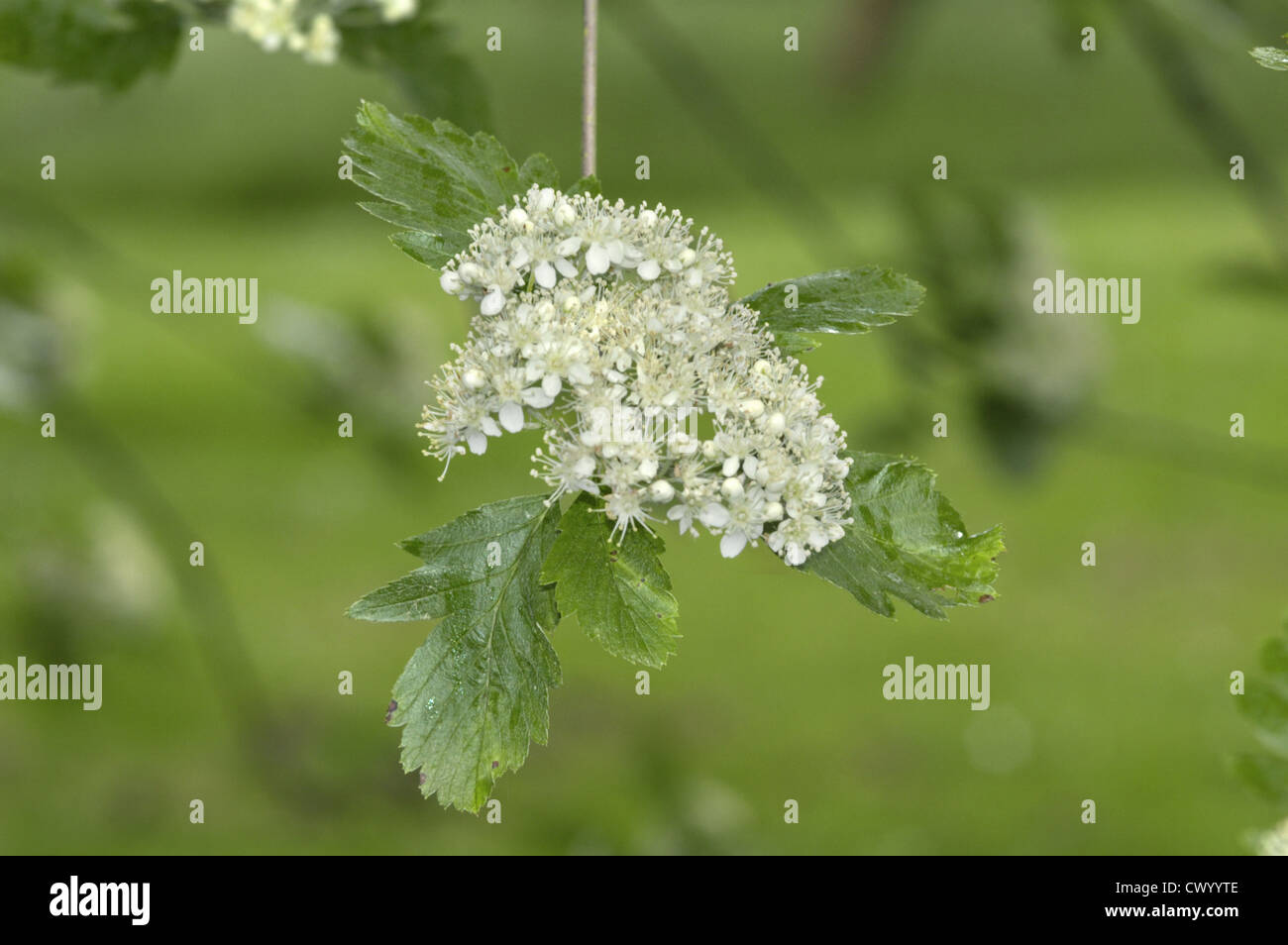 Sorbus Leyana Sorbus leyana Stockfoto