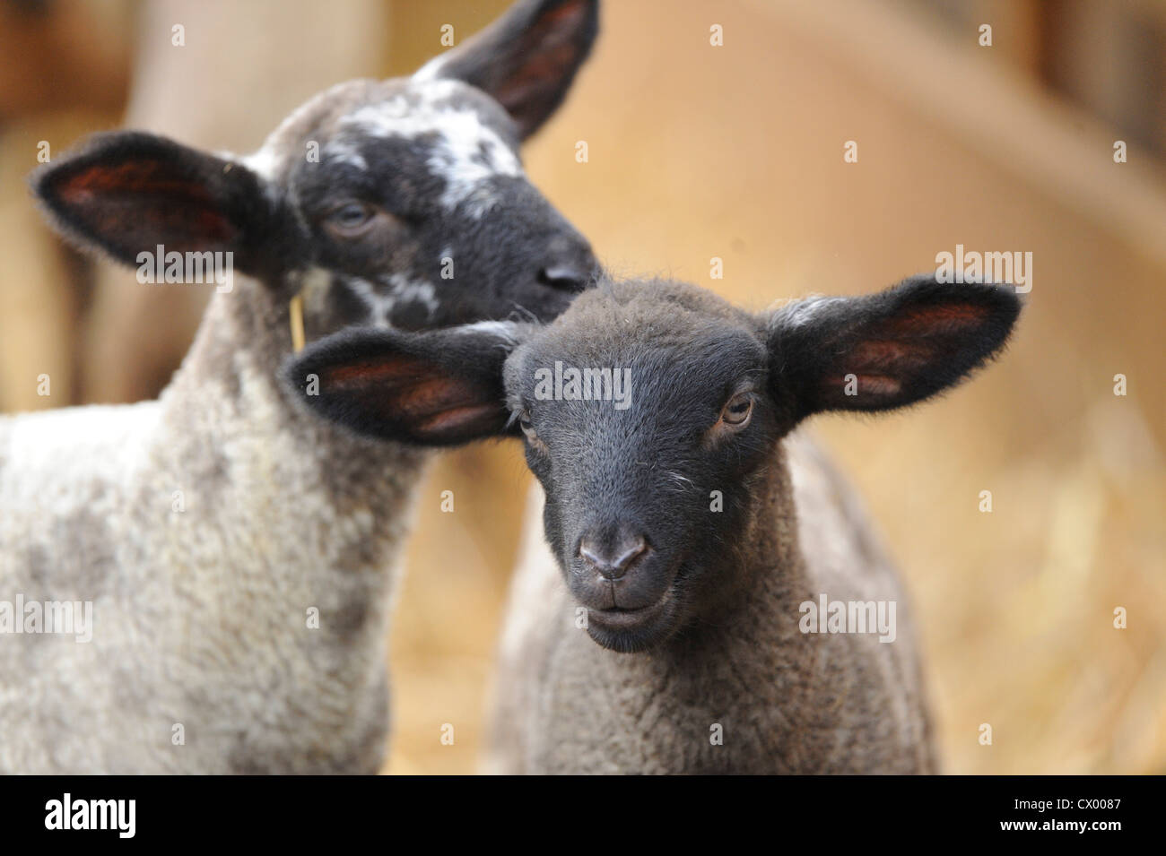 Zwei Suffolk Lämmer, portrait Stockfoto