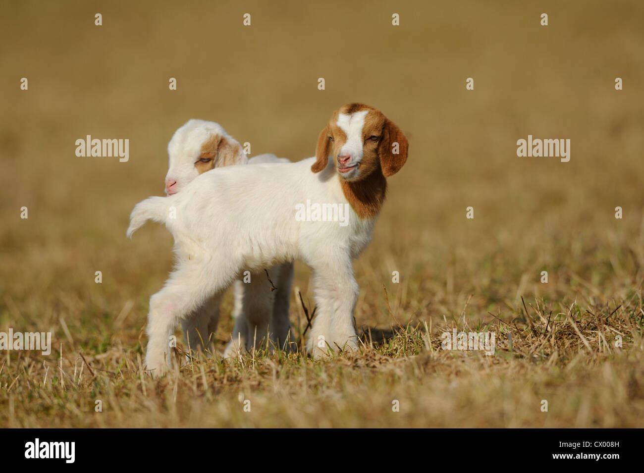 Zwei junge Ziegen auf der Weide Stockfoto