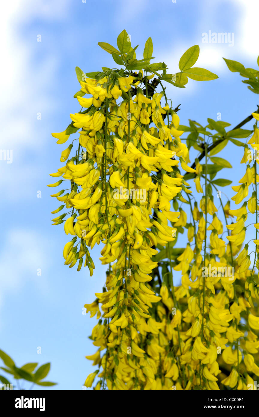 Goldregen Laburnum Anagyroides (Fabaceae) Stockfoto