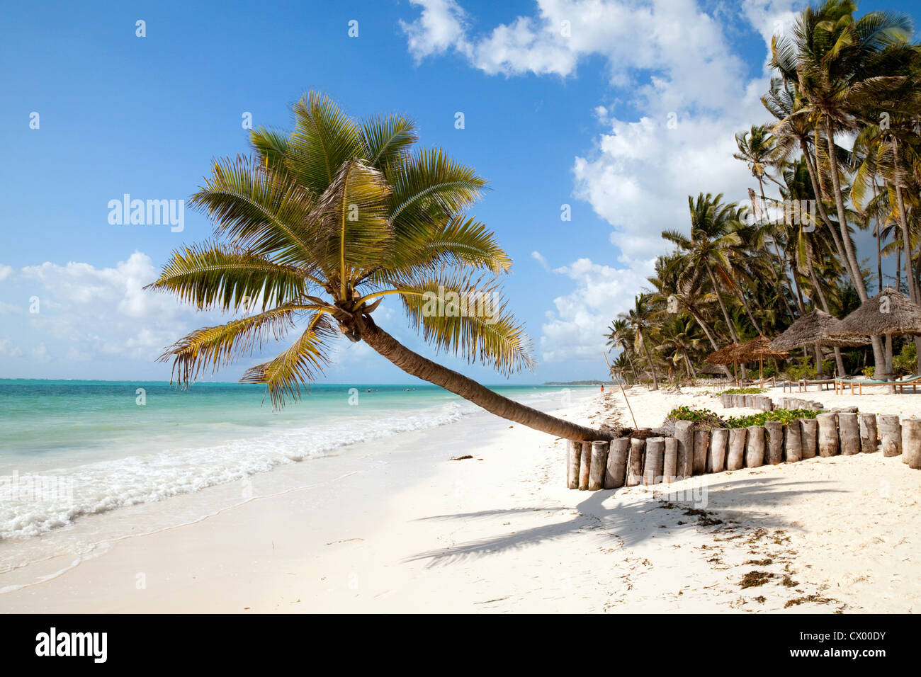Palm-Baum und White Sands, Bjewuu Strand, Sansibar, Afrika Stockfoto