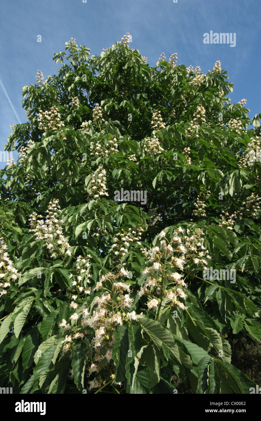Rosskastanie Aesculus Hippocastanum, Hippocastanaceae Stockfoto