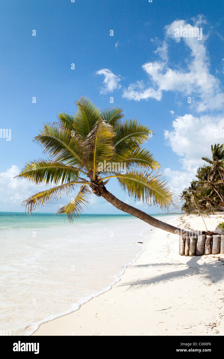 Palme auf einem wunderschönen tropischen Strand, Bjewuu, Sansibar Tansania Afrika Stockfoto