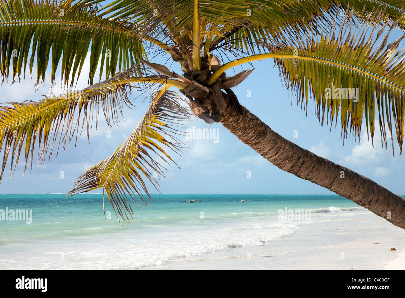 Baum und tropischer Palmenstrand, Bjewuu, Sansibar Afrika Stockfoto