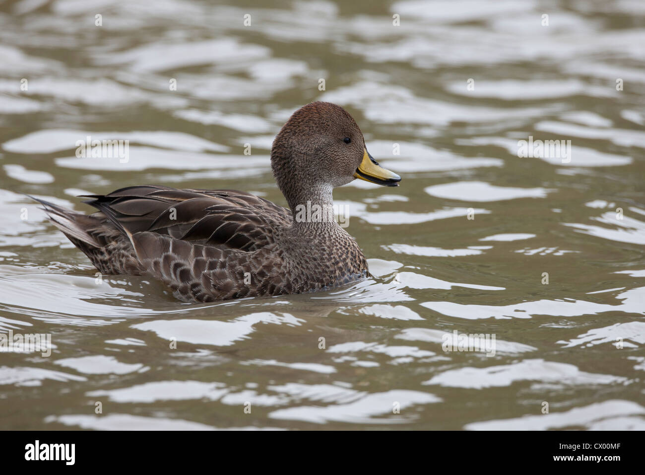 Gelb-billed Pintail (Anas Georgica Georgica), Süd-Georgien-Unterart, die in einem Teich schwimmen Stockfoto