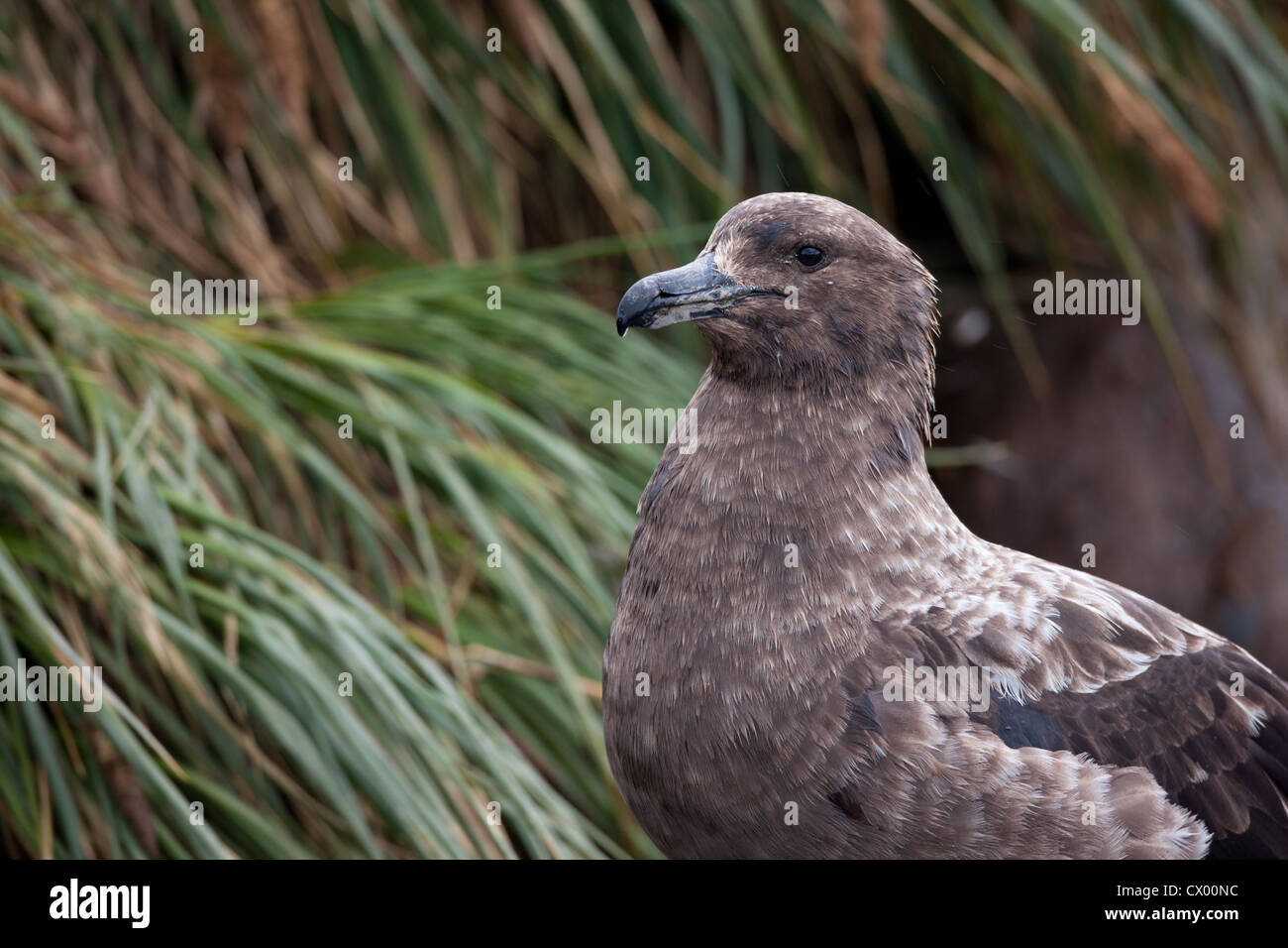 Braune Skua (Stercorarius Antarcticus Lonnbergi), subantarktischen Unterart, ruhen Tussock-Gras Stockfoto