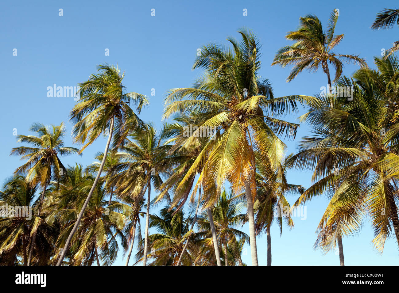 Palmen vor blauem Himmel, Sansibar Afrika Stockfoto