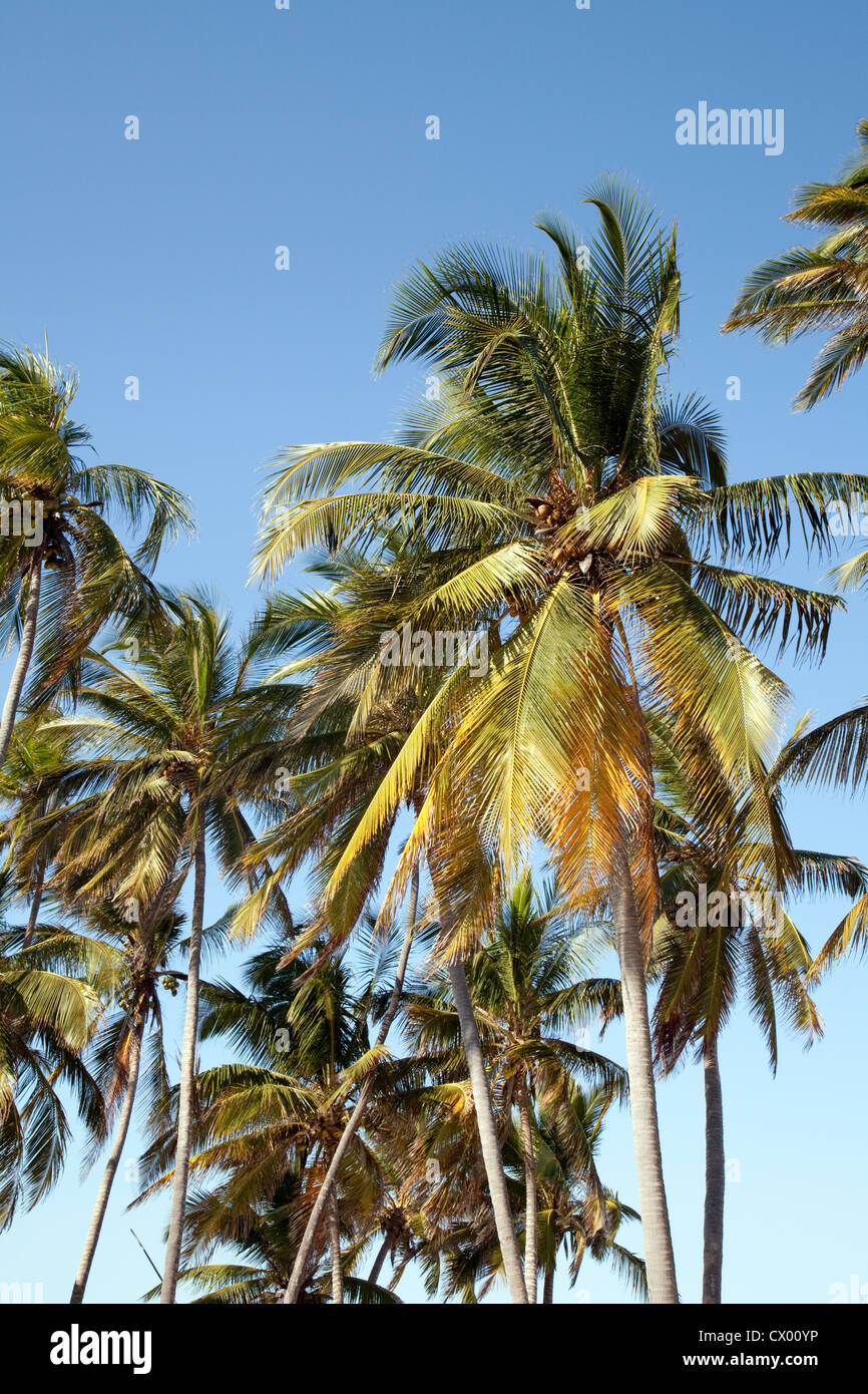Kokosnuss-Palmen vor blauem Himmel, Zanzibar Afrika Stockfoto