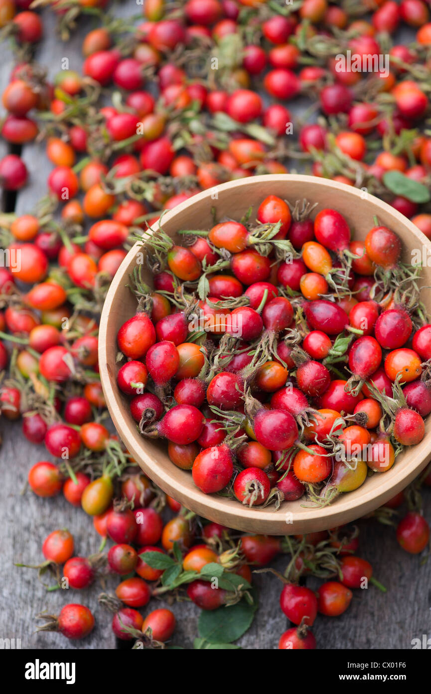 Rosa Rubiginosa. Rosa rose hip 'Eglantine' in einer Holzschale Stockfoto