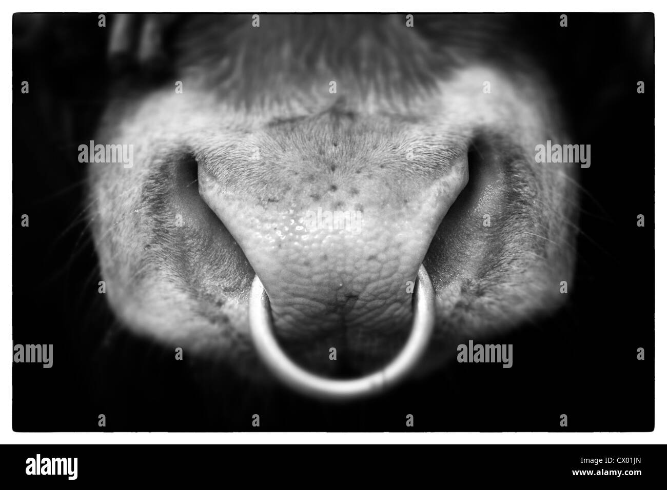 Limousin-Stier Stockfoto