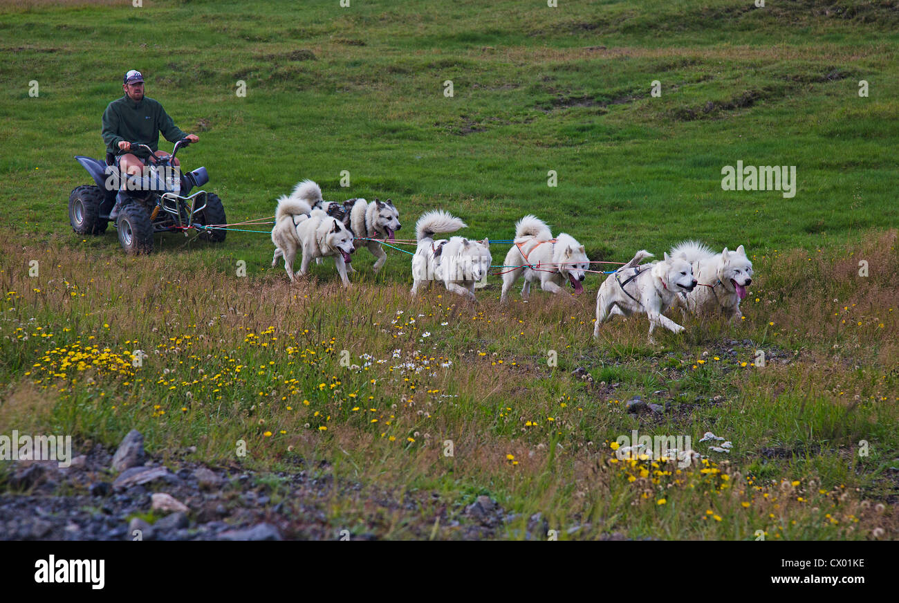 Sommer trocken husky Hundeschlitten (trolling) in ein Radfahrzeug, Island Stockfoto