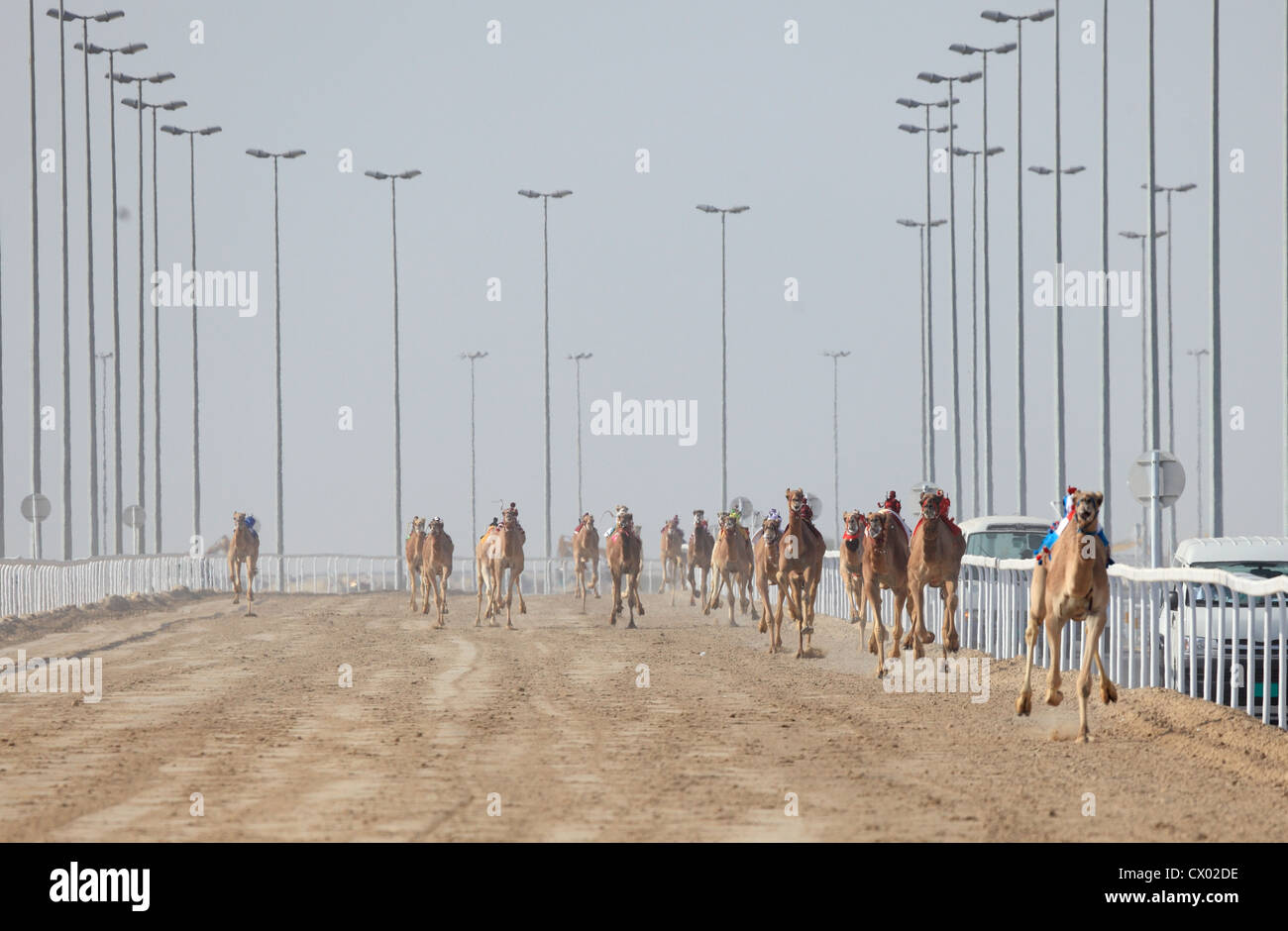 Renn-Kamele in Doha. Katar, Nahost Stockfoto