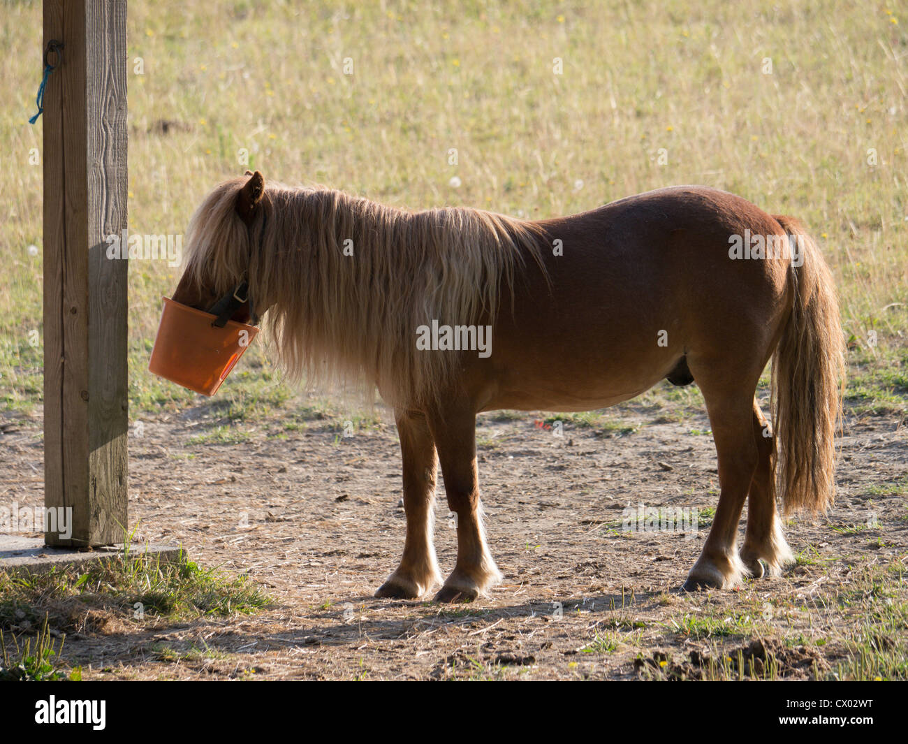 Ein Shetland-Pony feeds aus seiner Schnauze Eimer Stockfoto