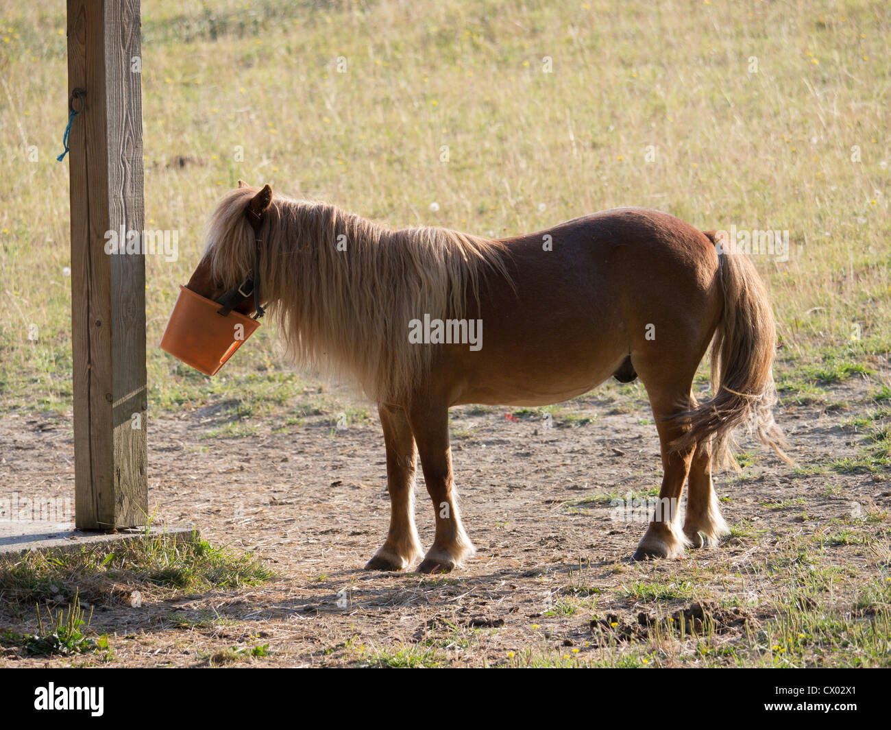 Ein Shetland-Pony feeds aus seiner Schnauze Eimer Stockfoto