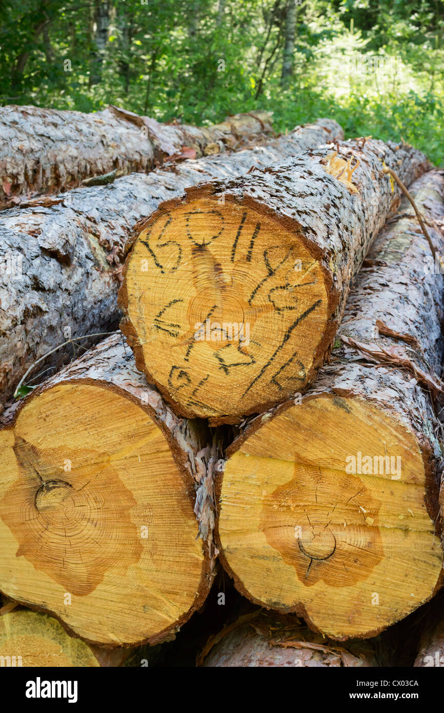 Kiefer Holz geerntet im nördlichen Minnesota Wald. Stockfoto