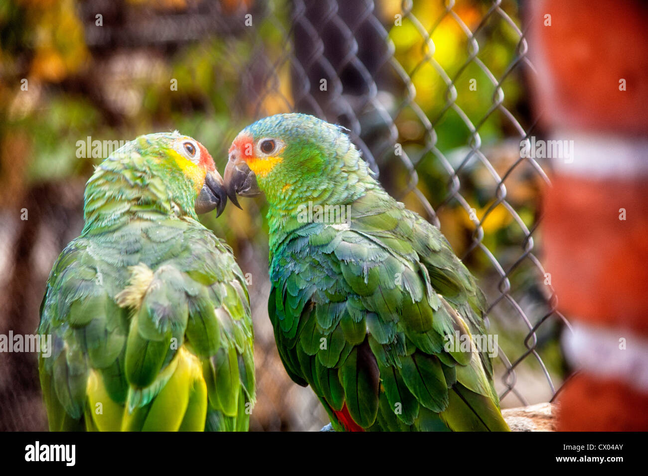 Papageien im Loro Parque Zoo Puebla, Mexiko Stockfoto
