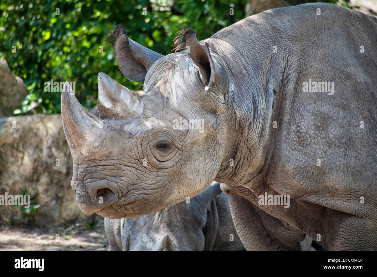 Nashorn im Zoo von Kansas City Stockfoto