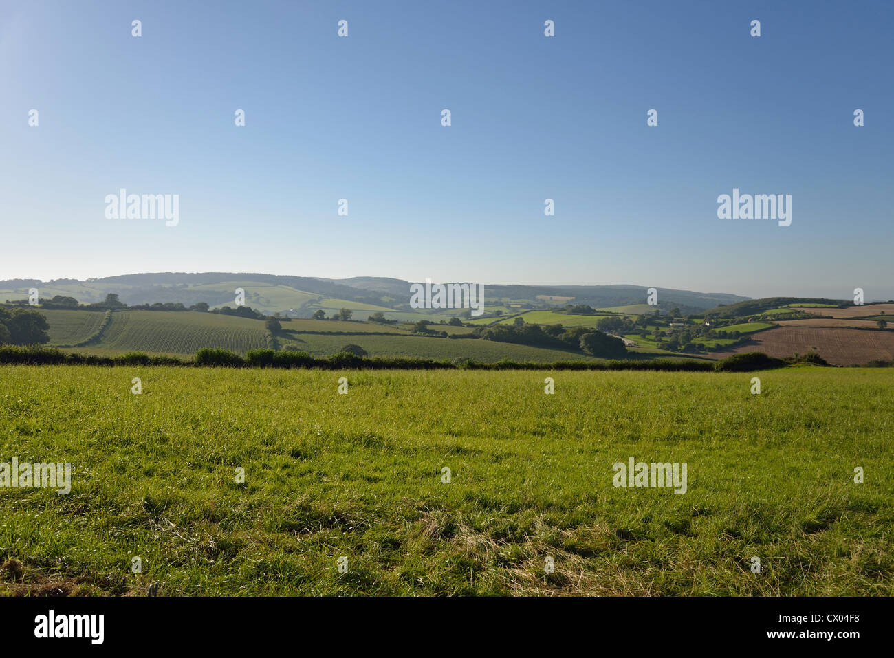 Landschaft in der Nähe von Wellington, Somerset, England, Vereinigtes Königreich Stockfoto