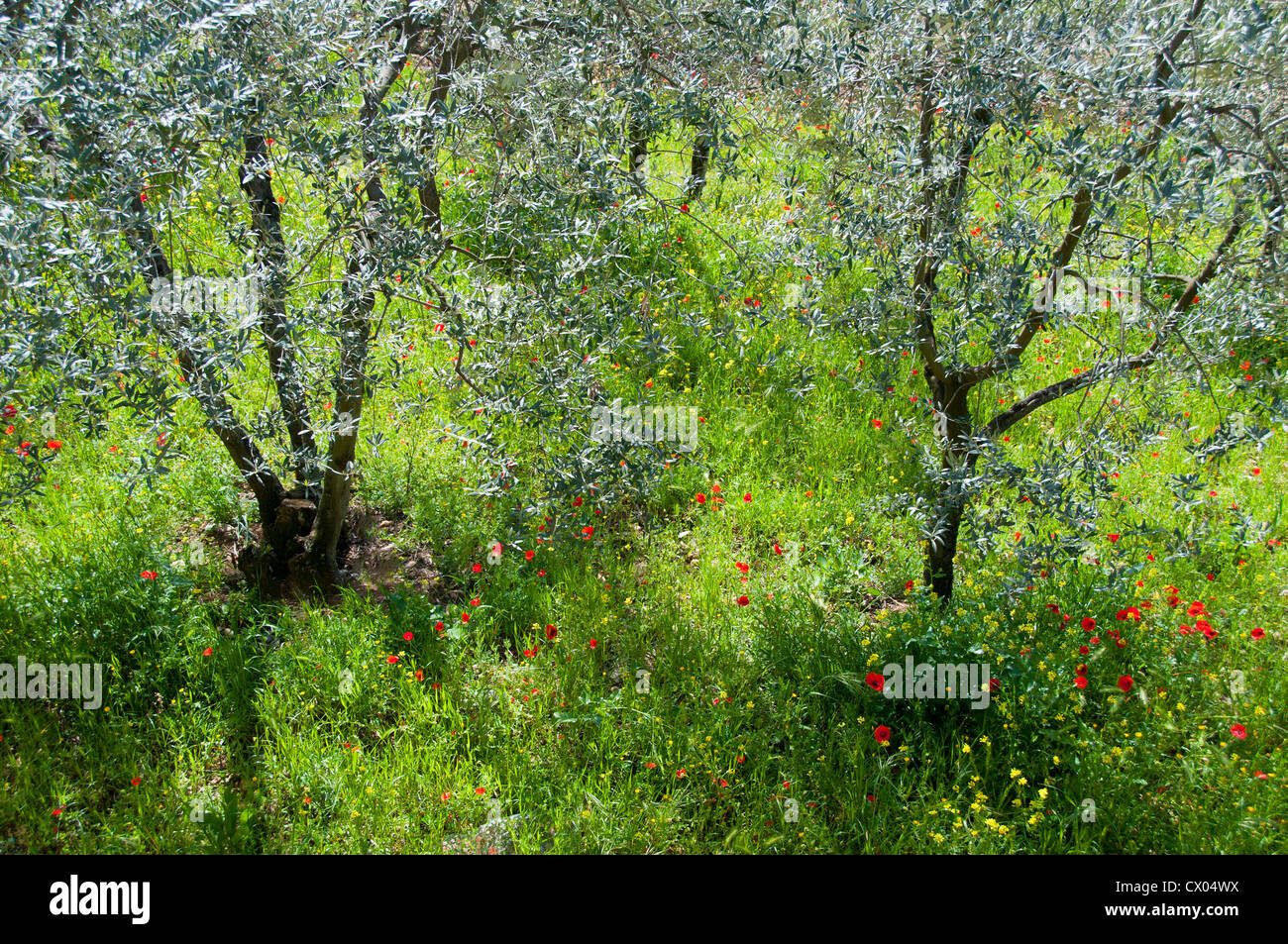 Olivenhain mit Frühling Mohn in San Casciano, Val di Pesa, Toskana, Italien Stockfoto