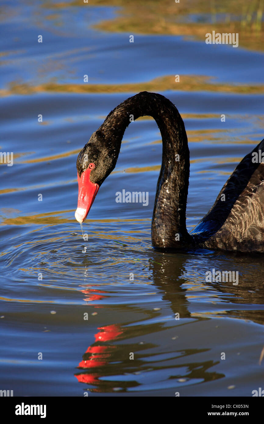 Black Swan Cygnus olor Fütterung auf dem Wasser mit Wasser tropft aus Schnabel Stockfoto