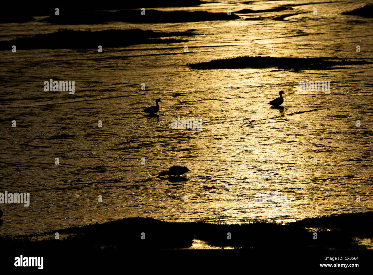 Enten zu Fuß durch Untiefen Silhouette gegen gold Licht Stockfoto